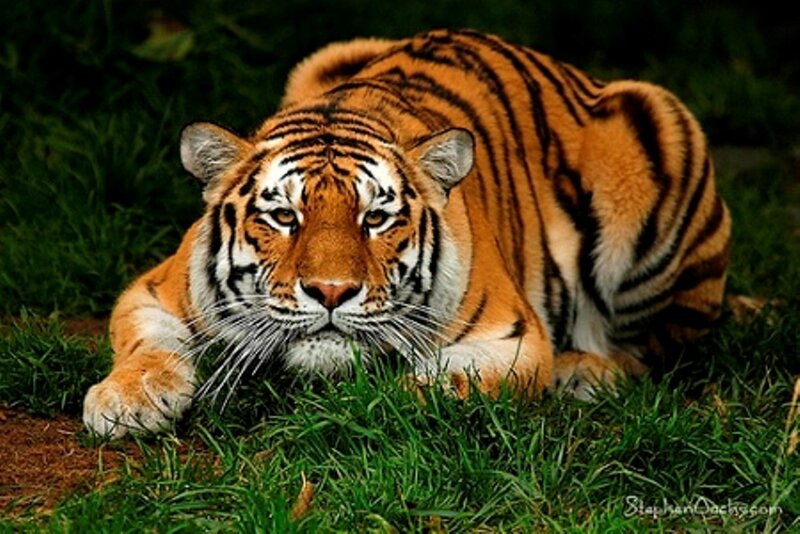 Tiger Lying in Grass — Orange, Alert, Photograph, Forest