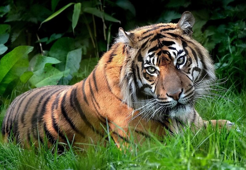 Tiger Lying in Grass — Orange, Alert, Photograph, Leaves