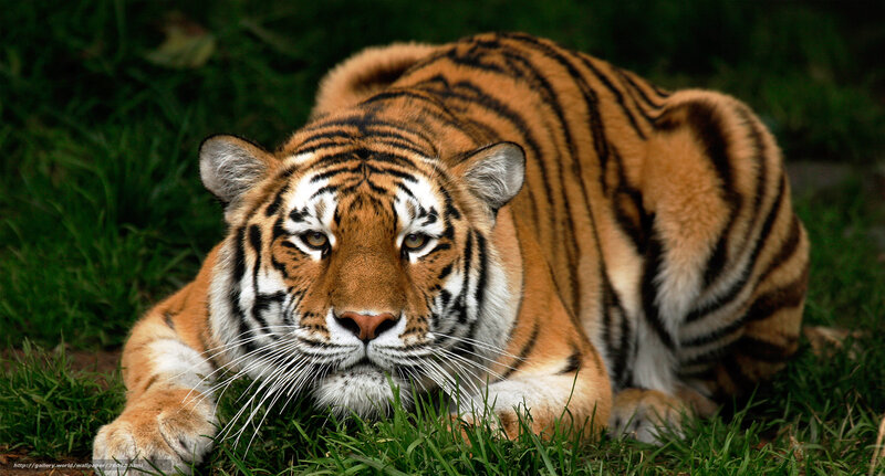 Tiger Lying in Grass — Orange, Alert, Photograph