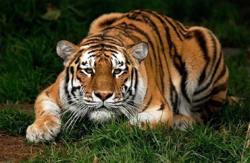 Tiger Lying in Grass — Orange, Alert