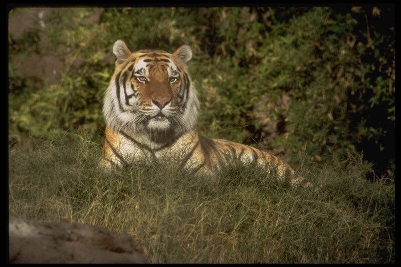 Tiger Lying in Grass — Orange, Calm, Afternoon, Photograph, Bushes, Black