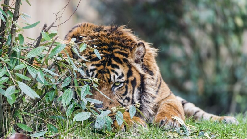 Tiger Lying in Grass — Orange, Calm, Afternoon, Photograph, Bushes