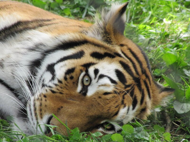 Tiger Lying in Grass — Orange, Calm, Afternoon, Photograph, Eyes