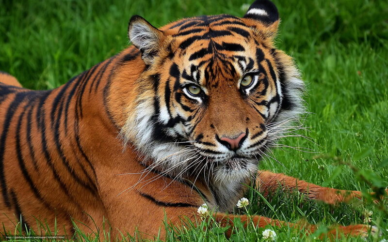 Tiger Lying in Grass — Orange, Calm, Afternoon, Photograph, Flowers, Stripes