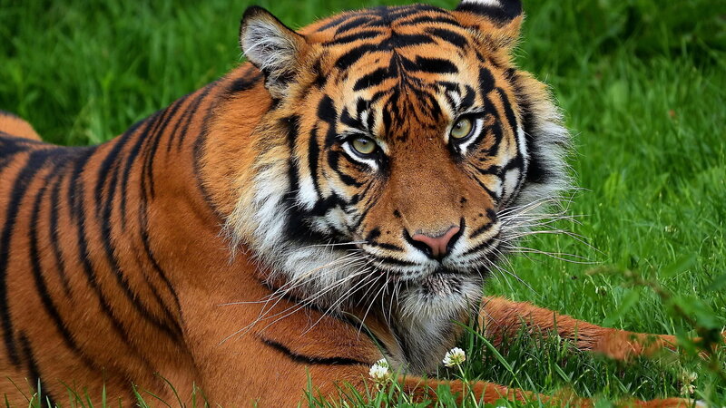 Tiger Lying in Grass — Orange, Calm, Afternoon, Photograph, Flowers