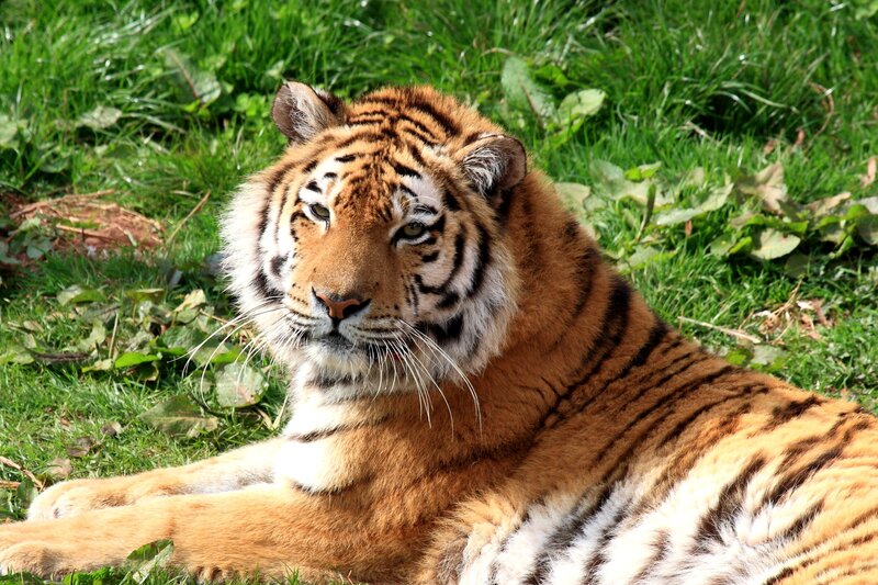 Tiger Lying in Grass — Orange, Calm, Afternoon, Photograph, Leaves