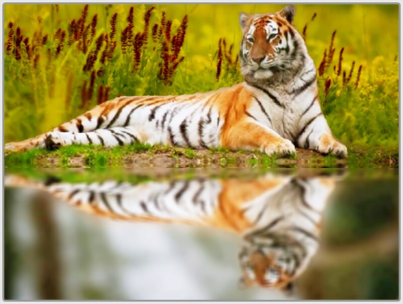 Tiger Lying in Grass — Orange, Calm, Afternoon, Photograph, Reflection