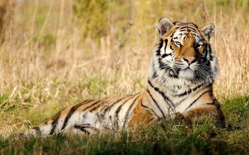 Tiger Lying in Grass — Orange, Calm, Afternoon, Photograph, Sunlight, Black, Green