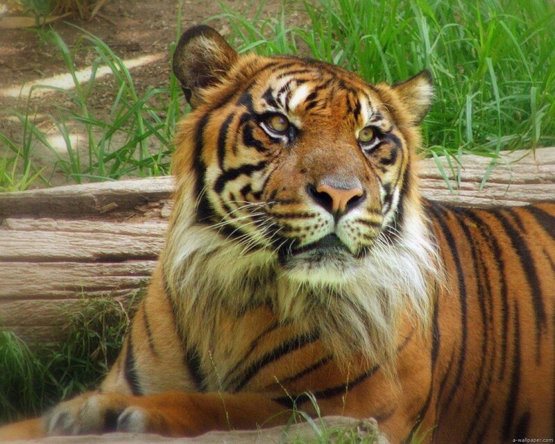 Tiger Lying in Grass — Orange, Calm, Afternoon, Photograph