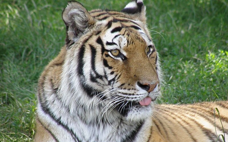Tiger Lying in Grass — Orange, Calm, Afternoon, Photograph, Tongue, Black