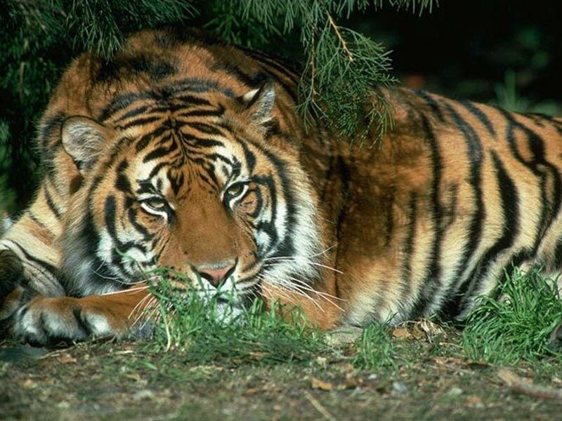 Tiger Lying in Grass — Orange, Calm, Afternoon, Photograph, Tree Branches, Black, Green