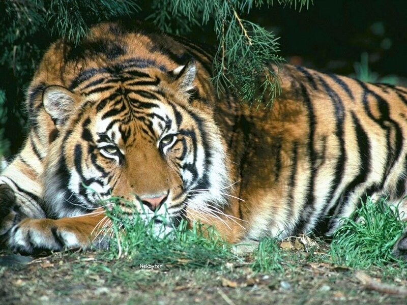 Tiger Lying in Grass — Orange, Calm, Afternoon, Photograph, Tree Branches