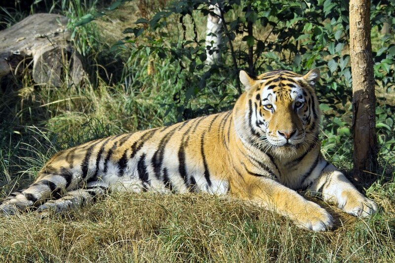 Tiger Lying in Grass — Orange, Calm, Afternoon, Photograph, Trees, Log