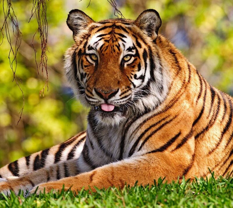 Tiger Lying in Grass — Orange, Calm, Afternoon, Photograph, Trees