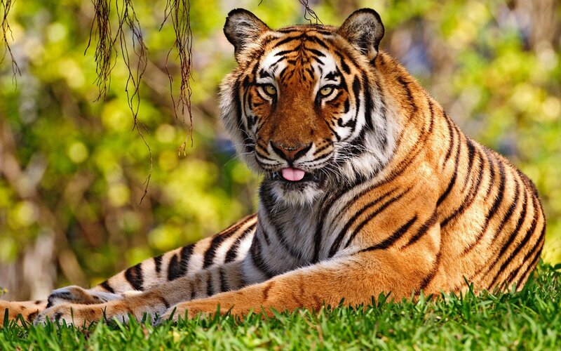 Tiger Lying in Grass — Orange, Calm, Afternoon, Photograph, Trees, Tongue