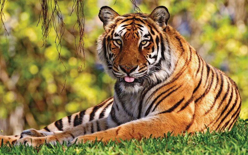 Tiger Lying in Grass — Orange, Calm, Afternoon, Photograph, Trees, Vine, Green