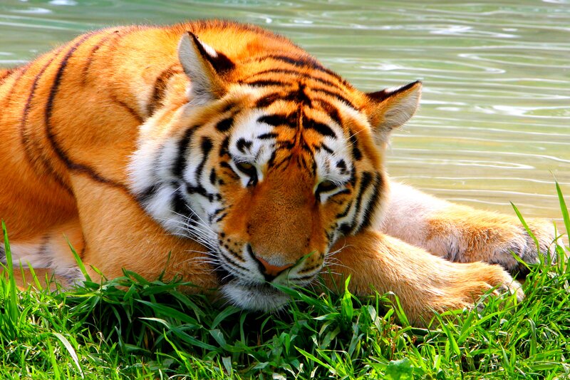 Tiger Lying in Grass — Orange, Calm, Afternoon, Photograph, Water
