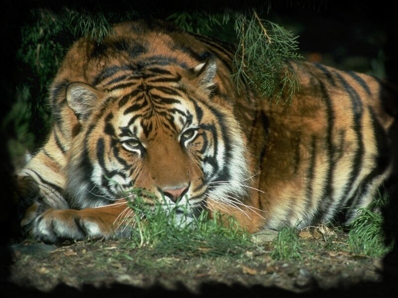 Tiger Lying in Grass — Orange, Calm, Afternoon