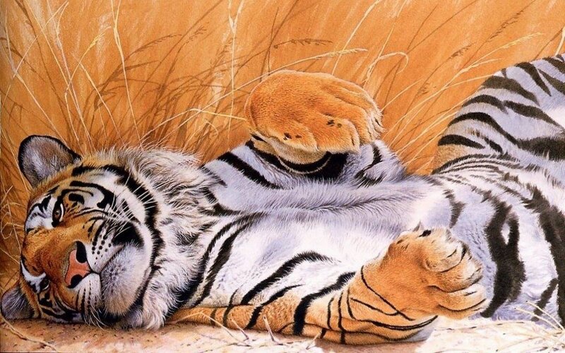 Tiger Lying in Grass — Orange, Calm, Illustration