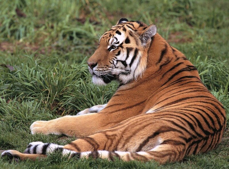 Tiger Lying in Grass — Orange, Calm, Photograph, Black, Green