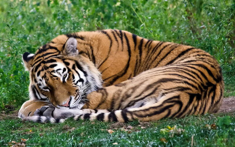 Tiger Lying in Grass — Orange, Calm, Photograph, Greenery