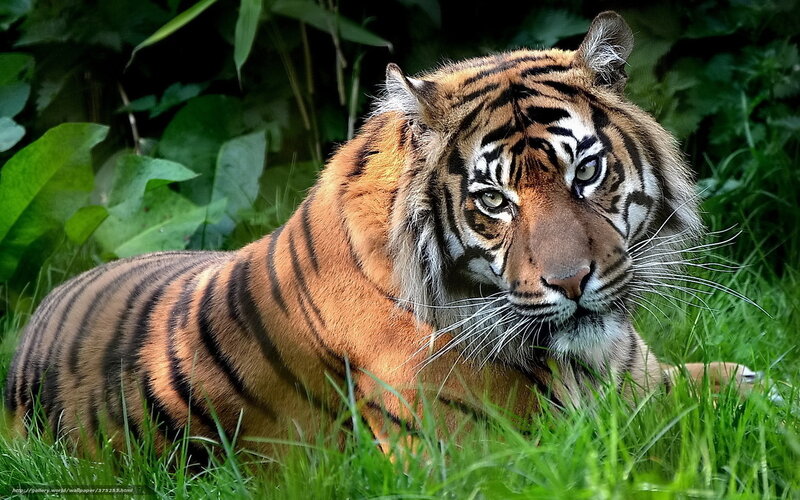 Tiger Lying in Grass — Orange, Calm, Photograph, Leaves