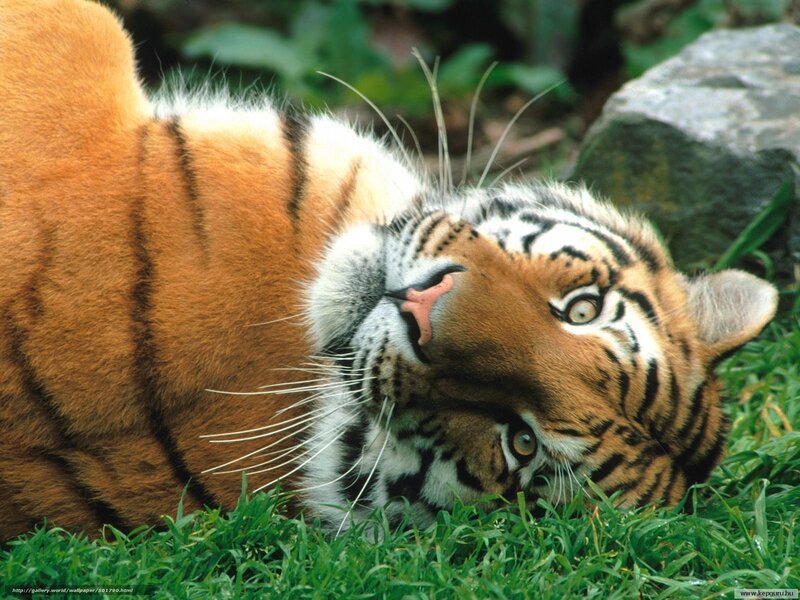 Tiger Lying in Grass — Orange, Calm, Photograph, Rock, Greenery