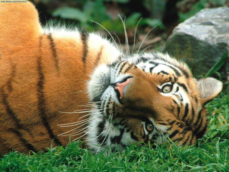 Tiger Lying in Grass — Orange, Calm, Photograph, Rock, Whiskers