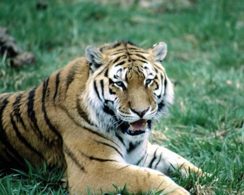 Tiger Lying in Grass — Orange, Calm, Photograph