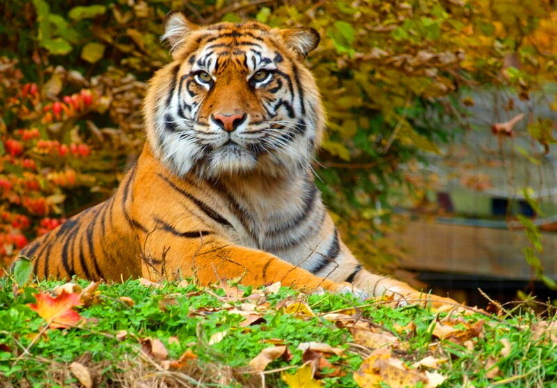 Tiger Lying in Grass — Orange, Calm