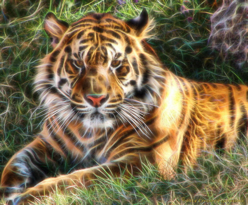 Tiger Lying in Grass — Orange, Intense