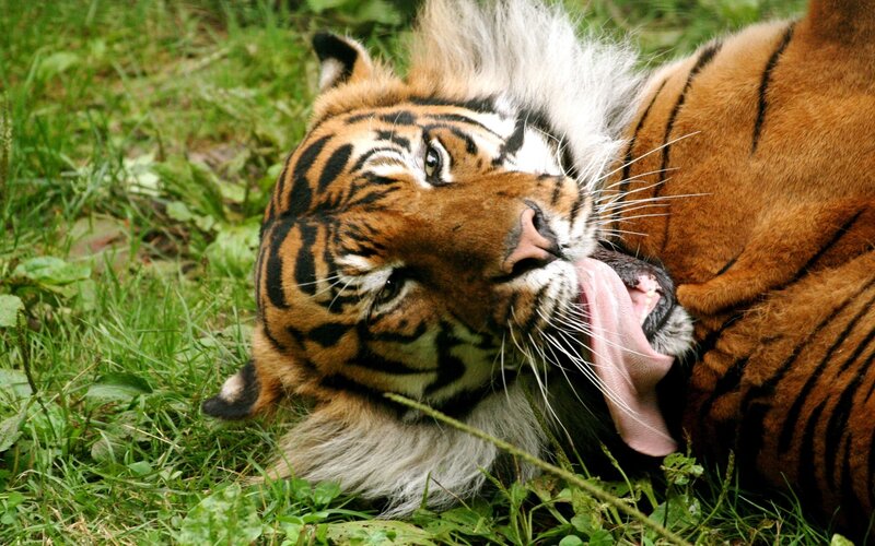 Tiger Lying in Grass — Orange, Relaxed, Afternoon