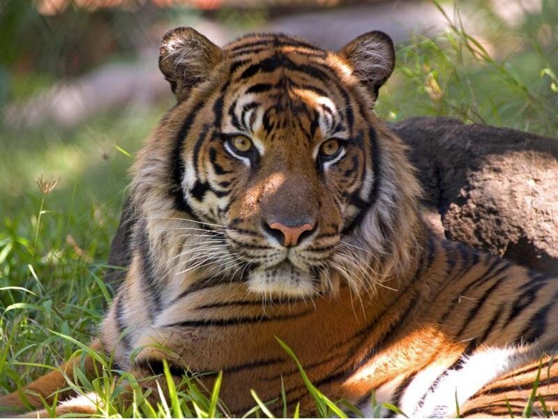 Tiger Lying in Grass — Orange