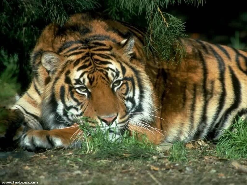 Tiger Lying in Grass — Tree Branches