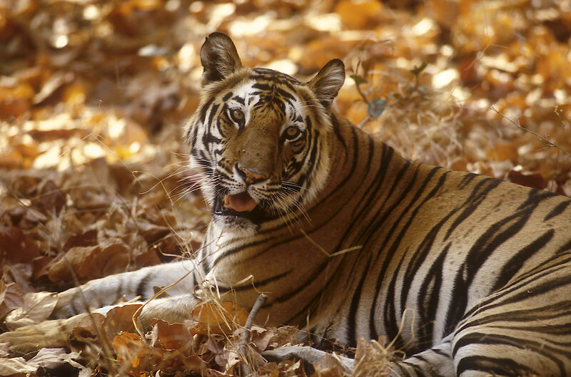 Tiger Lying in Leaves — Brown