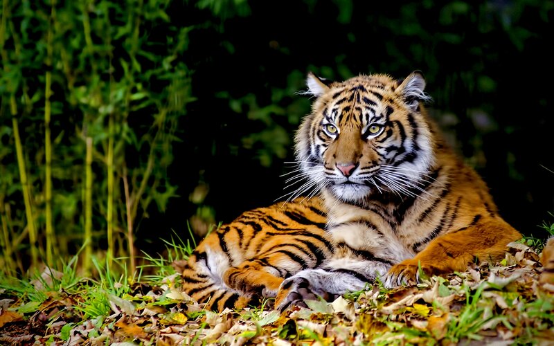 Tiger Lying in Leaves — Orange, Calm, Afternoon
