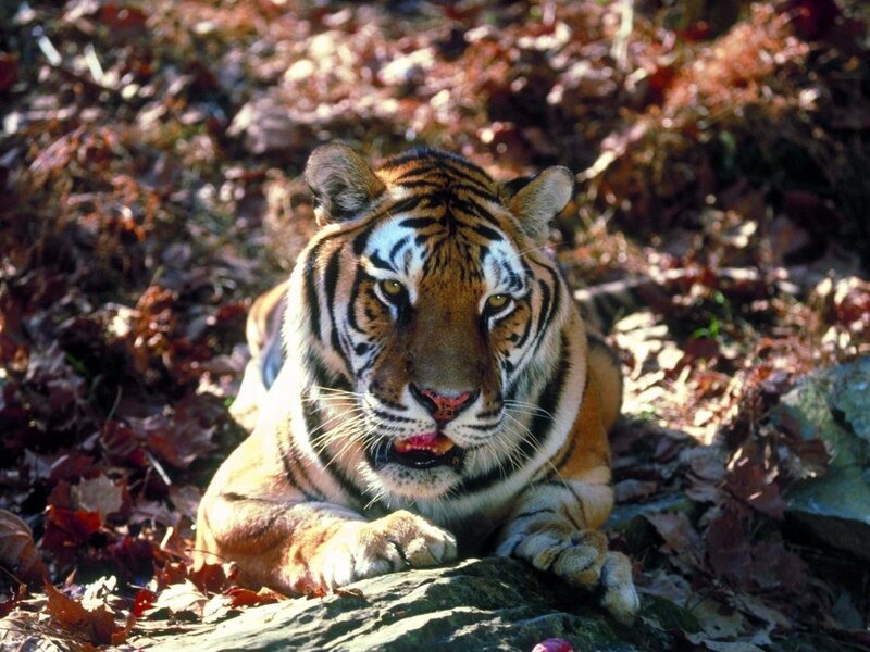 Tiger Lying in Leaves — Orange, Calm, Autumn, Photograph, Rock