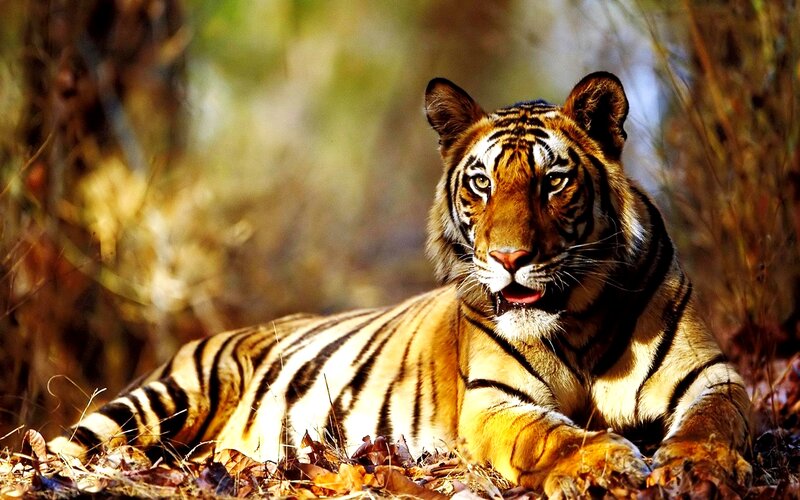 Tiger Lying in Leaves — Orange