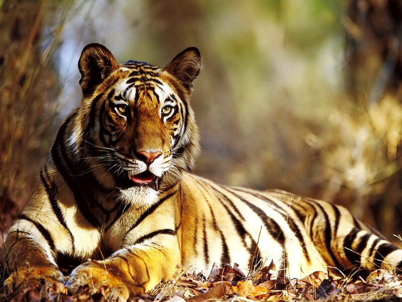Tiger Lying in Leaves