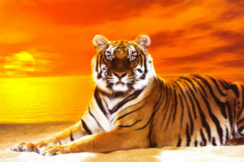 Tiger Lying in Sand