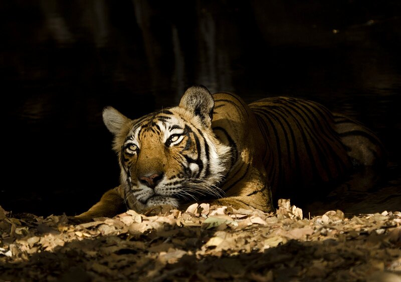 Tiger Lying in Shade — Brown