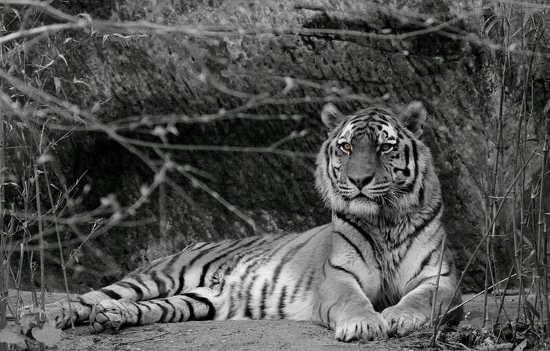 Tiger Lying in Shade