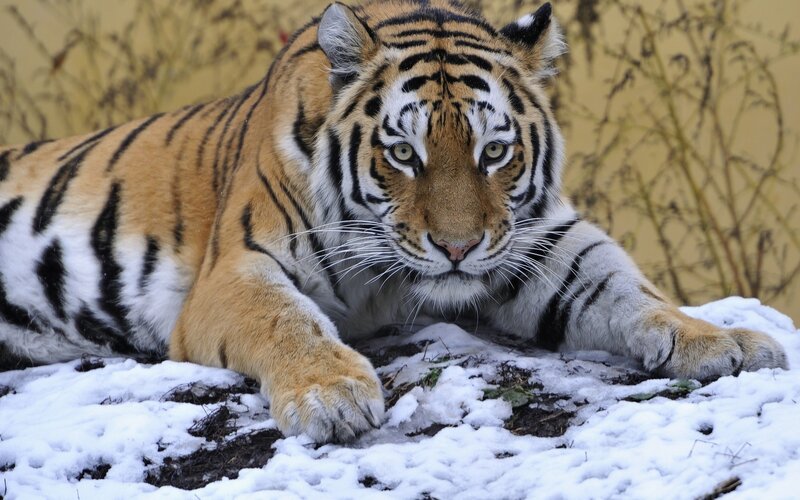 Tiger Lying in Snow — Orange, Alert