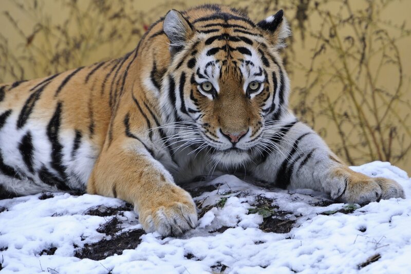 Tiger Lying in Snow — Orange, Alert, Winter