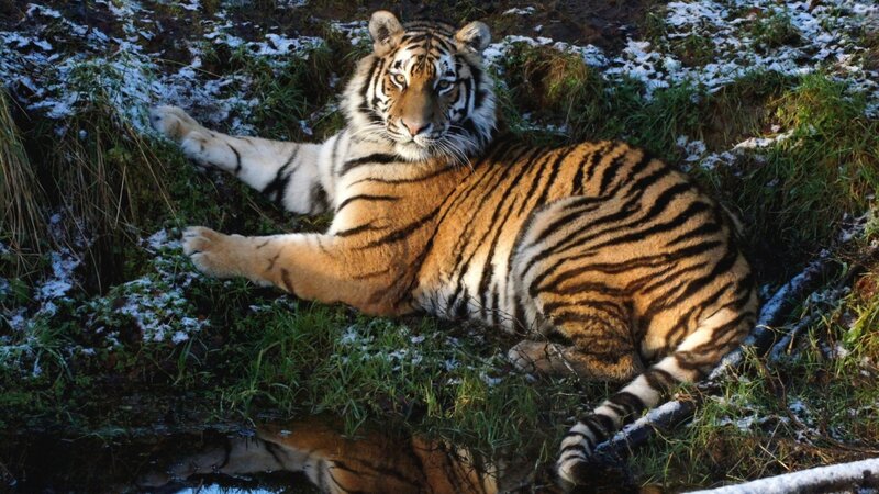 Tiger Lying in Snow — Orange, Calm