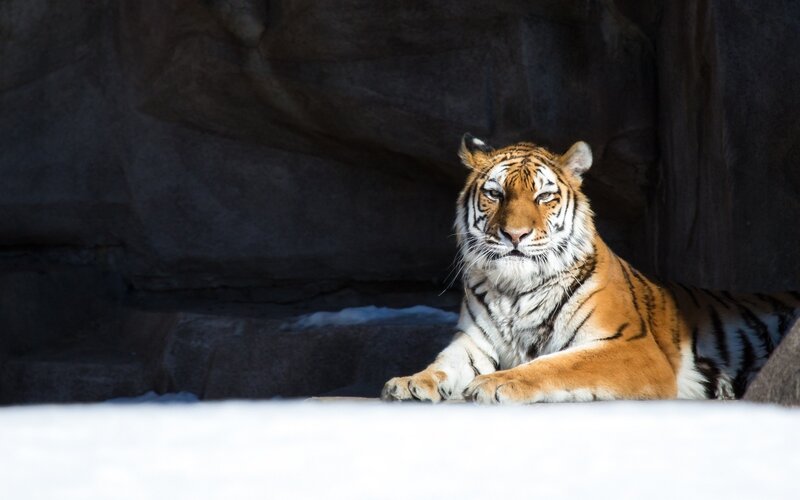 Tiger Lying in Snow — Orange, Calm, Winter