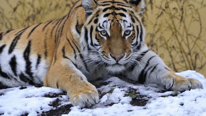 Tiger Lying in Snow — Orange