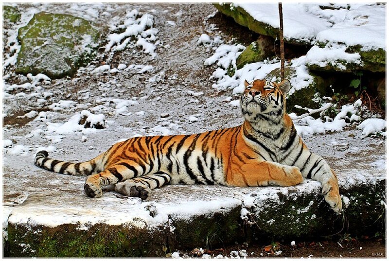 Tiger Lying in Snow