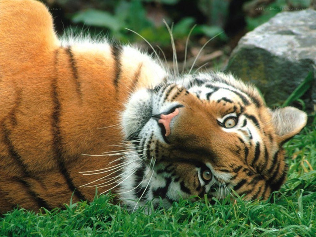 tiger lying in the grass