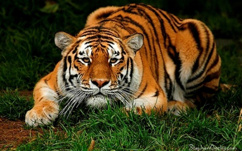 tiger lying in the grass